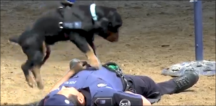 dog-trained-to-perform-cpr