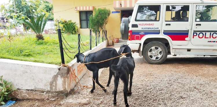 Goats arrested