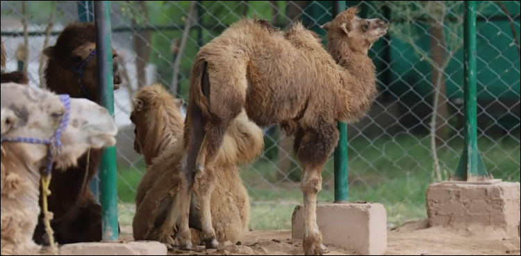 camel cubs