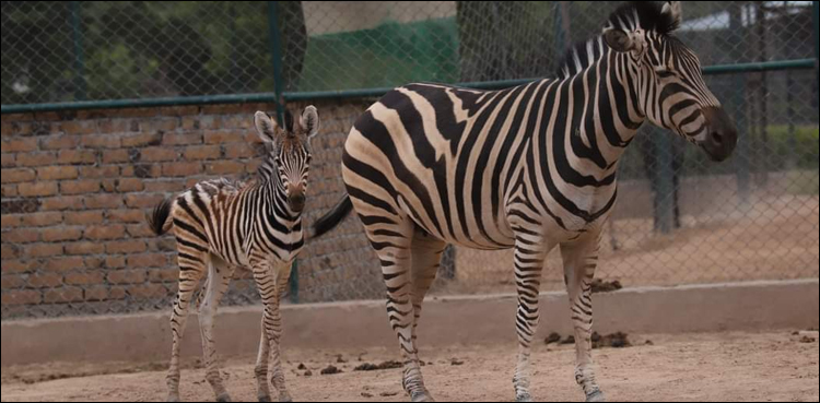 Peshawar Zoo Zebra