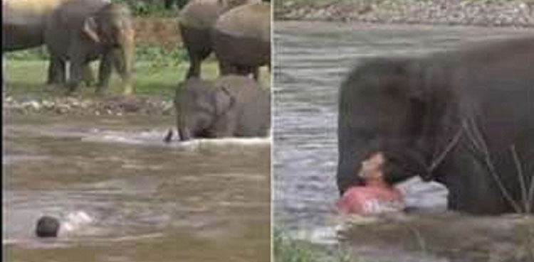 ہاتھی کے بچے نے ڈوبتے ہوئے شخص کی جان بچا لی،  ویڈیو وائرل