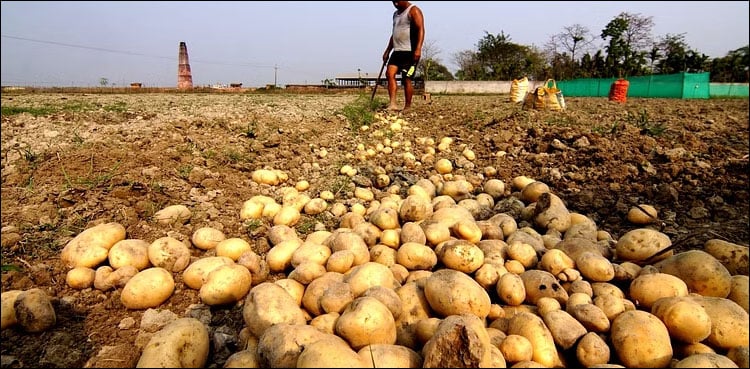 روس نے پاکستان سے آلو کی درآمد کی منظوری دے دی