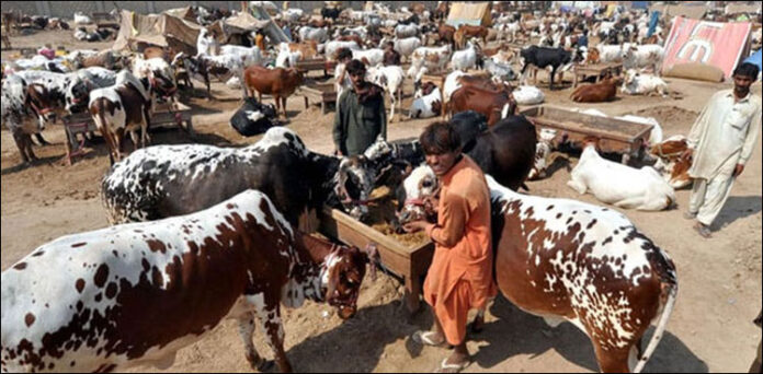 مویشی منڈی کراچی