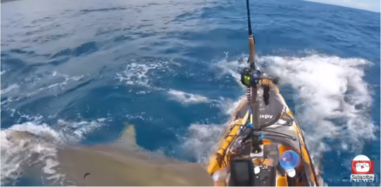 A dangerous shark attack on a boat: the video is out

 | Pro IQRA News