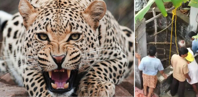 چیتے کو کنویں سے نکالنے کا انوکھا طریقہ سوشل میڈیا پر وائرل