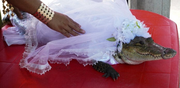 میکسیکو میں میئر نے مگرمچھ سے شادی کر کے دنیا کو حیران کر دیا