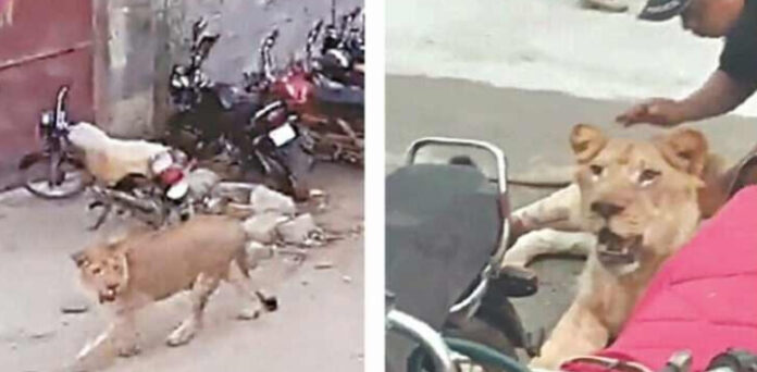 شاہراہ فیصل شیر