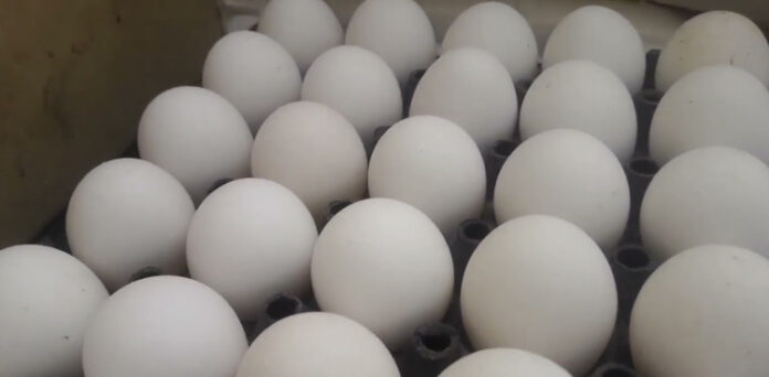 کراچی انڈے