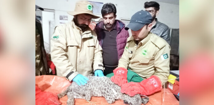 آزاد کشمیر سے چیتے کا بچہ ریسکیو کر لیا گیا