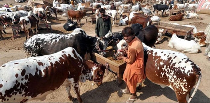 مویشی منڈی کیش
