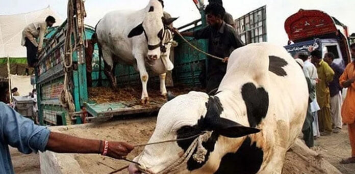 فیصل آباد: قربانی کے جانوروں سے بھری گاڑی الٹنے سے 2 افراد جاں بحق، 2 بیل ہلاک