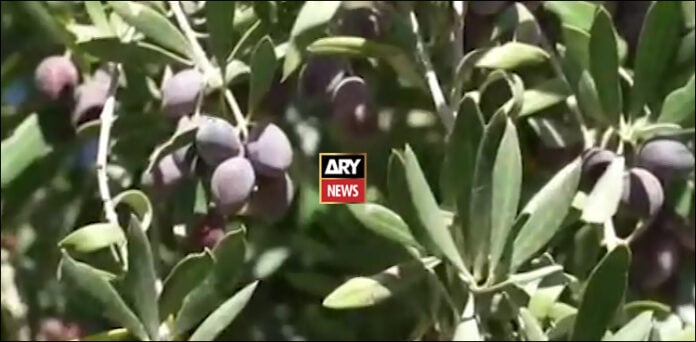 زیتون کا تیل لورالائی بلوچستان عالمی معیار