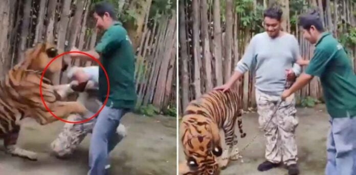 شیر کا اچانک سیاح پر خوفناک حملہ، دل دہلا دینے والی ویڈیو وائرل