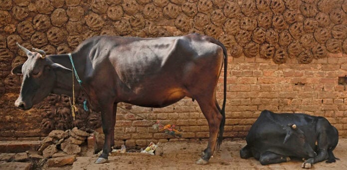 بھارت: سرکاری دفاتر اور عمارتوں پر گائے کے گوبر سے تیار پینٹ لگانے کا فیصلہ