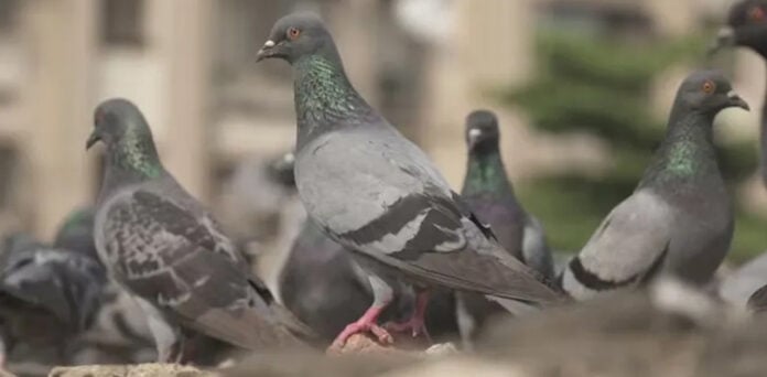 کراچی: کبوتروں سے انسانوں میں پھیلنے والی بیماری