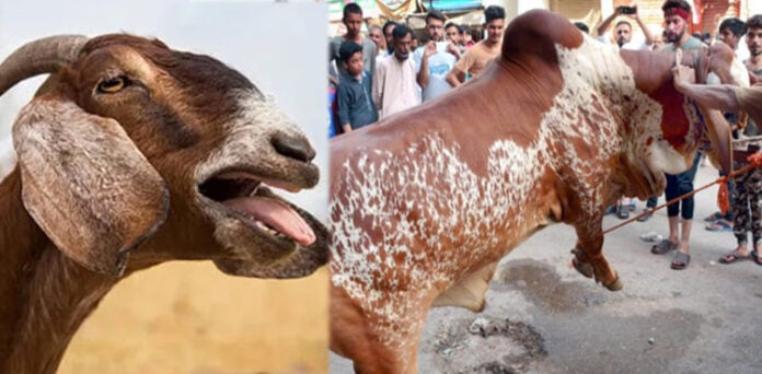 قربانی کے جانور