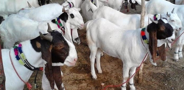ڈاکو بکروں سے بھرا ٹرک لوٹ کر فرار