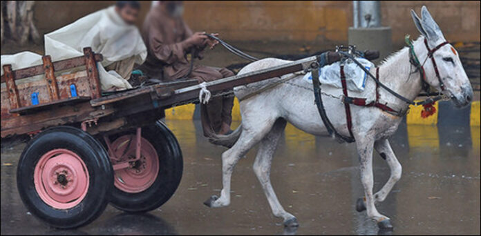 کراچی گدھے کرنٹ
