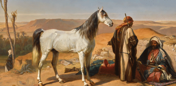 ancient arab horse گھڑ سواری اردو کہانی حکایات