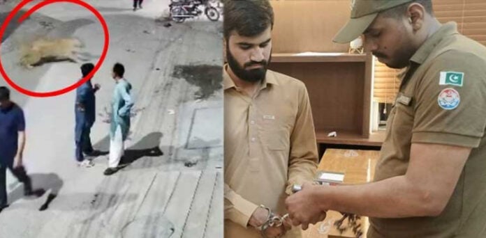 لاہور شیر کا حملہ