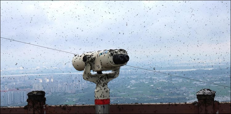 سیئول لو بگ جنوبی کوریا