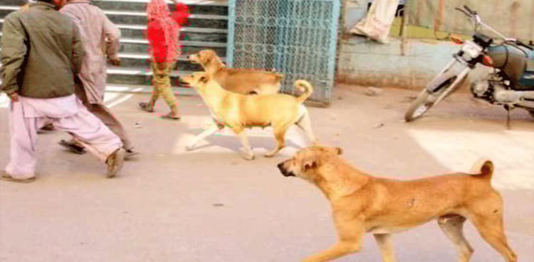 سندھ میں عوام کتوں کے رحم و کرم پر، پیپلز پارٹی کو پنجاب کی فکر پڑگئی