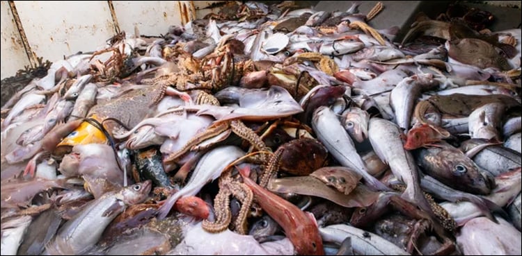 ’’پاکستان میں سالانہ 20 سے 30 فی صد سمندری خوراک ضائع ہو جاتی ہے‘‘
