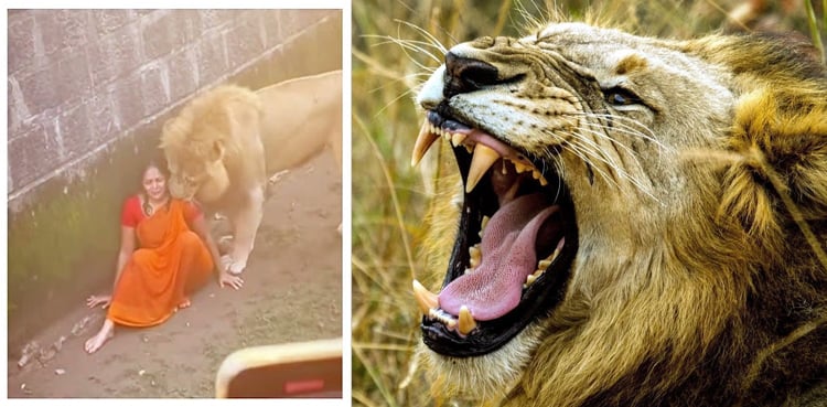 شیر کے سامنے بیٹھی سہمی ہوئی خاتون کی ویڈیو وائرل، پھر کیا ہوا؟