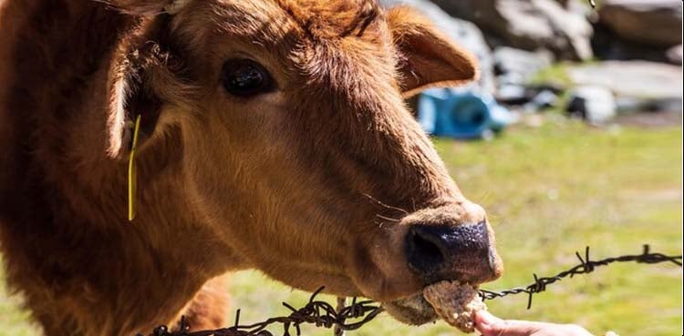 گائے کی ’زبان‘ تیز دھار آلے سے نامعلوم ملزمان نے کاٹ دی