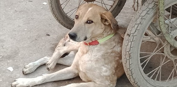 کتوں کے دماغ پر کی گئی تحقیق کے نتائج نے سب کو حیران کر دیا
