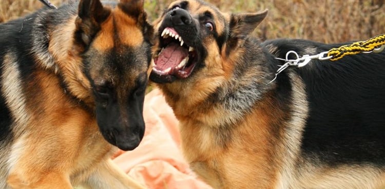 زمیندار نے باغ سے آم توڑنے پر بچوں پر خونخوار کتے چھوڑ دیے!