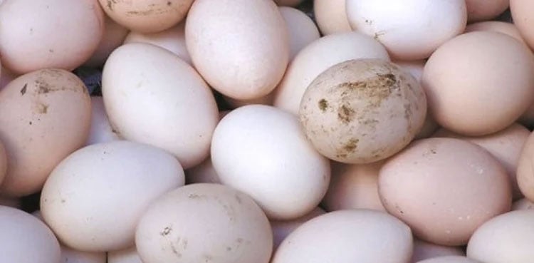 گندے انڈوں سے  بیکری آئٹمز کی تیاری  کا بڑا منصوبہ ناکام ،50 ہزار انڈے برآمد