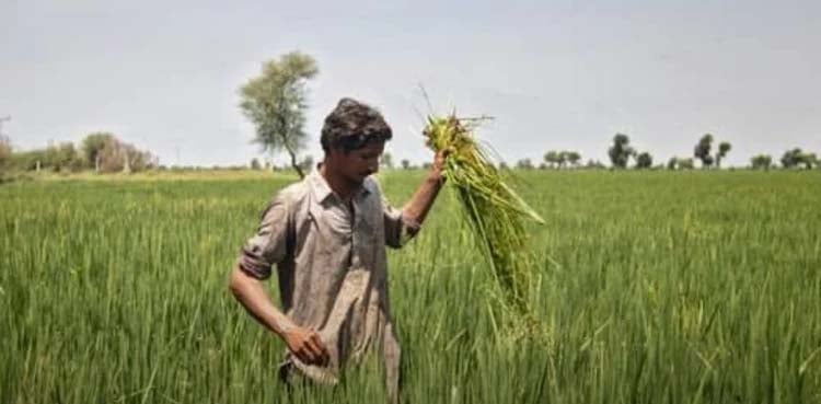 ’اپنا کھیت، اپنا روزگار‘ بے روزگار کسانوں کے لیے بڑی خبر آگئی