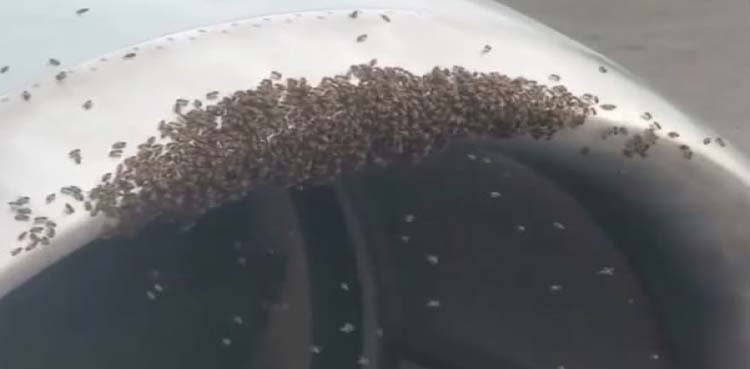 شہد کی مکھیاں فلائٹ کی روانگی میں رکاوٹ بن گئیں