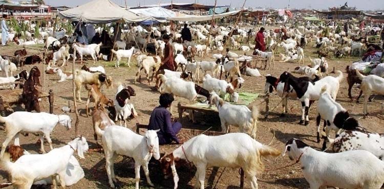 عید الاضحیٰ کس دن ہوگی؟ ماہرین فلکیات نے پیش گوئی کردی