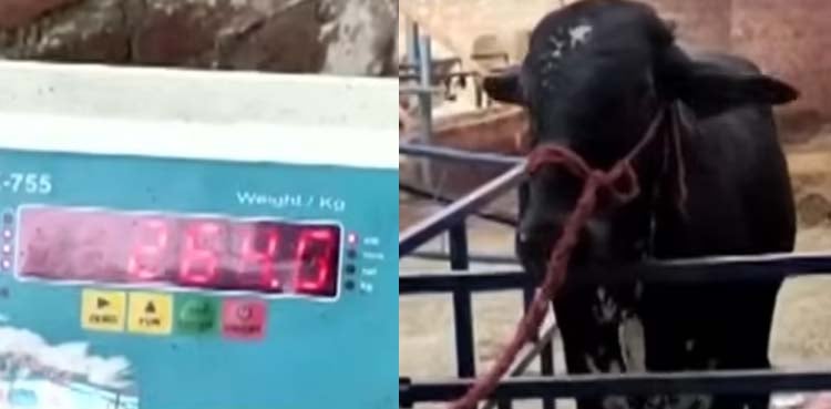 قربانی کے جانور وزن کے حساب سے فروخت، منڈی جانے کی جھنجٹ ختم