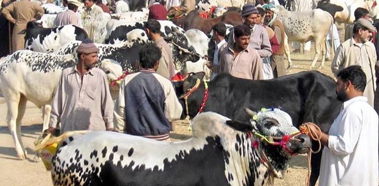 عید الاضحیٰ 2026: کیا چاند رات سے پہلے منڈی گر جائے گی؟