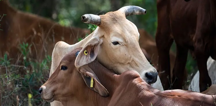 Diagnosis of malignant disease in another calf