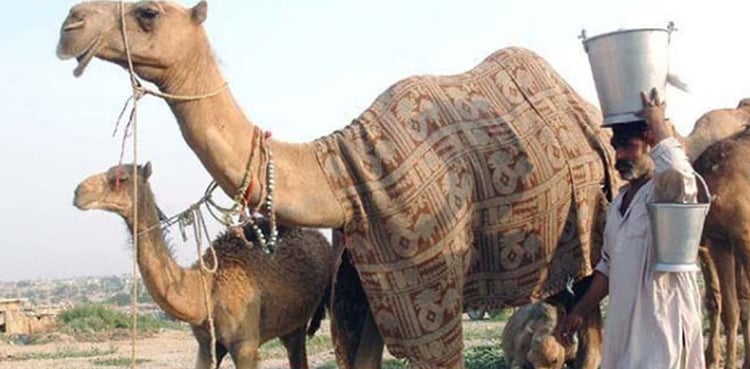 اونٹنی کے اعلیٰ درجے کے دودھ کے پاؤڈر کی پیداوار شروع کرنے ک