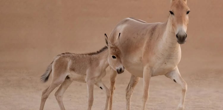 سعودی عرب کے صحرائی جنگل میں 100 برس بعد دنیا بھر میں‌ نایاب ترین جانور کا جنم