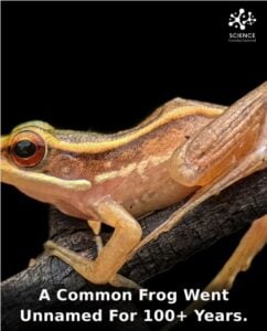 frog species discovered 