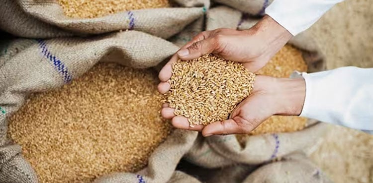 خیبرپختونخوا کے سرکاری گوداموں سے زہریلی گندم کی سپلائی کا انکشاف